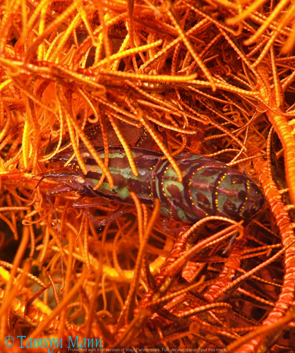 Representative image of Synalpheus