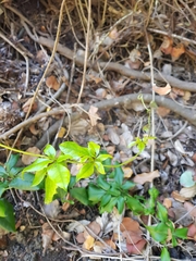 Lardizabala biternata