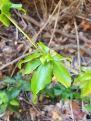 Lardizabala biternata