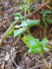 Lardizabala biternata