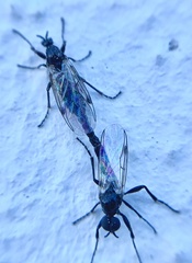 Bibiodes halteralis