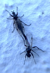 Bibiodes halteralis
