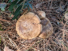 Clitopaxillus alexandri