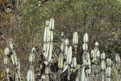 Armatocereus matucanensis