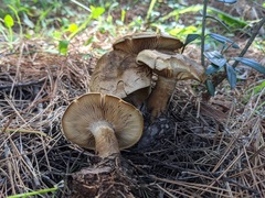 Clitopaxillus alexandri