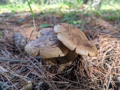 Clitopaxillus alexandri