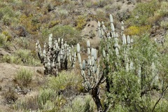 Armatocereus matucanensis