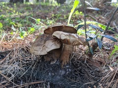 Clitopaxillus alexandri