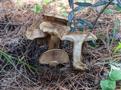 Clitopaxillus alexandri