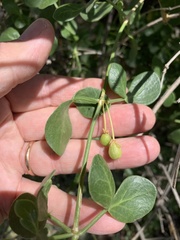 Cissampelos capensis
