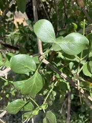 Cissampelos capensis