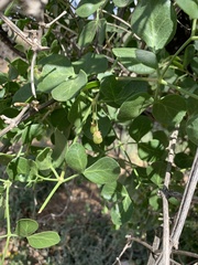 Cissampelos capensis
