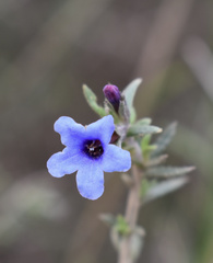 Lithodora fruticosa