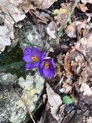 Crocus imperati