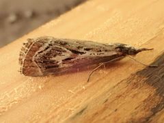 Catoptria oregonicus