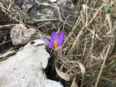 Crocus imperati