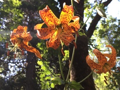 Lilium humboldtii humboldtii