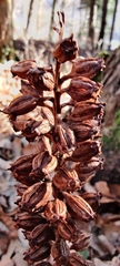 Orobanche hederae