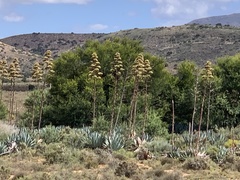 Agave americana expansa