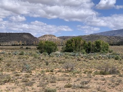 Agave americana expansa