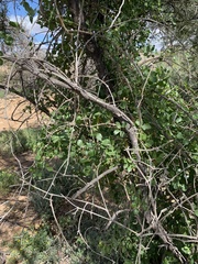 Cissampelos capensis