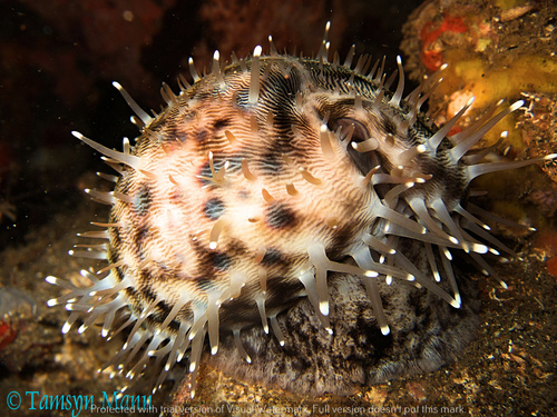 Tiger Cowry