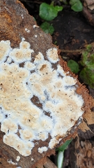 Cylindrobasidium laeve