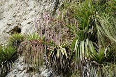 Tillandsia ferreyrae