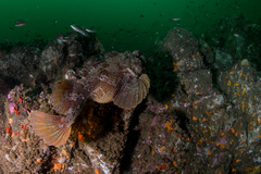 Hemitripterus americanus