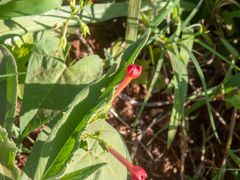 Ipomoea indivisa