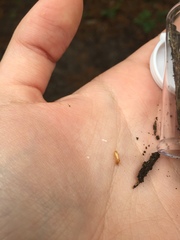 Coptotermes formosanus