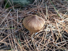 Inocybe