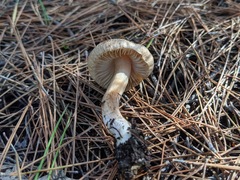 Inocybe