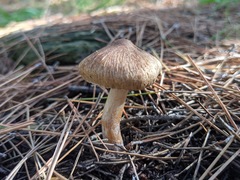 Inocybe