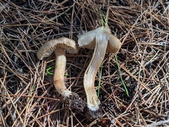 Inocybe