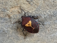 Halyomorpha scutellata