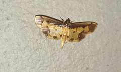Nistra coelatalis