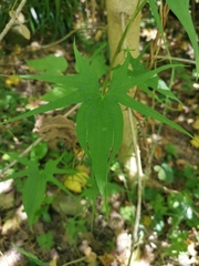 Dioscorea brachybotrya
