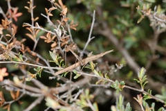 Vandiemenella viatica