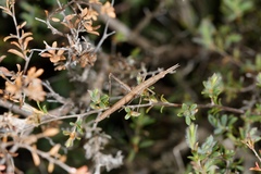 Vandiemenella viatica