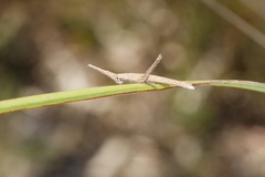 Vandiemenella viatica