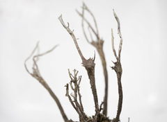 Cladonia subulata