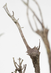 Cladonia subulata