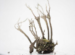 Cladonia subulata