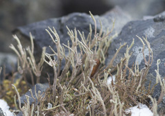 Cladonia subulata