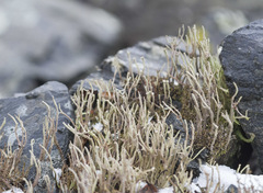 Cladonia subulata