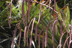 Tillandsia ferreyrae