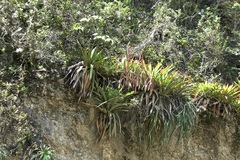 Tillandsia ferreyrae