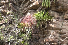 Tillandsia ferreyrae