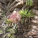 Tillandsia ferreyrae - Photo (c) coqwallon, some rights reserved (CC BY-NC), uploaded by coqwallon